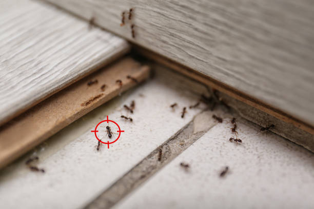 Best Pest Control Near Me  in Bret Harte, CA